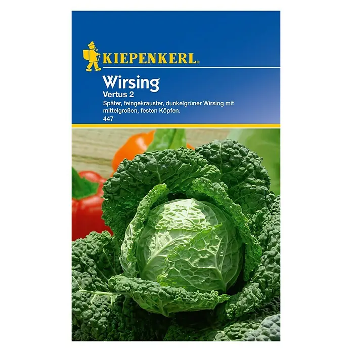 Kiepenkerl Gemüsesamen Wirsing Vertus 2 - Brassica oleracea var. sabauda, Erntezeit: September - Ein Kopf von 'Kiepenkerl' Wirsing 'Vertus 2', einem späten, feingekrausten, dunkelgrünen Wirsing mit mittelgroßen, festen Köpfen.