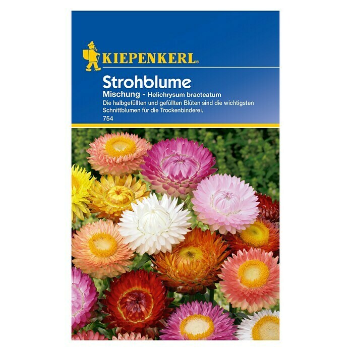 Kiepenkerl Blumensamen Strohblume (Helichrysum bracteatum, Mehrfarbig) | BAUHAUS