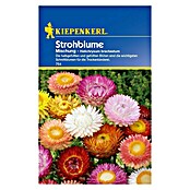 Kiepenkerl Blumensamen Strohblume (Helichrysum bracteatum, Mehrfarbig) | BAUHAUS