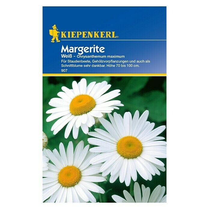 Kiepenkerl Blumensamen Margerite (Chrysanthemum maximum, Weiß) | BAUHAUS