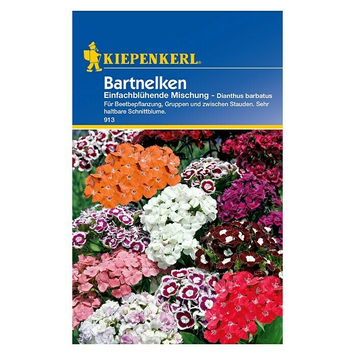 Kiepenkerl Blumensamen Bartnelke (Dianthus barbatus, Mehrfarbig) | BAUHAUS