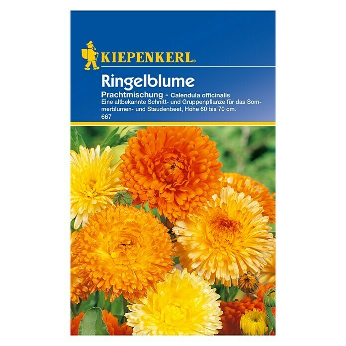 RINGELBLUME         CALENDULA