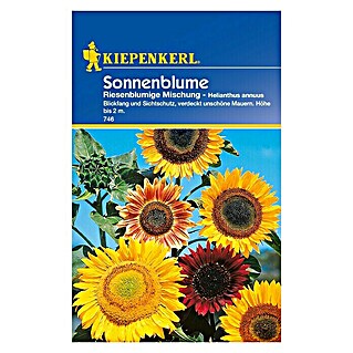 Kiepenkerl Blumensamen Sonnenblume (Riesenblumige Mischung, Helianthus annuus, Mehrfarbig)