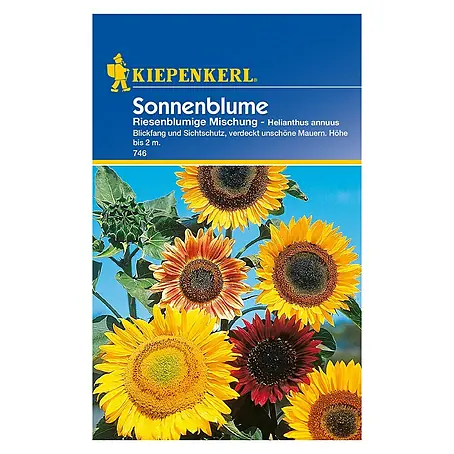 Kiepenkerl  Blumensamen Sonnenblume