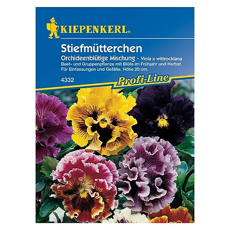 Kiepenkerl  Blumensamen Stiefmütterchen Orchideenblütig