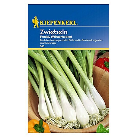 Kiepenkerl Gemüsesamen Zwiebel Freddy (Allium fistulosum, Erntezeit: Ganzjährig)