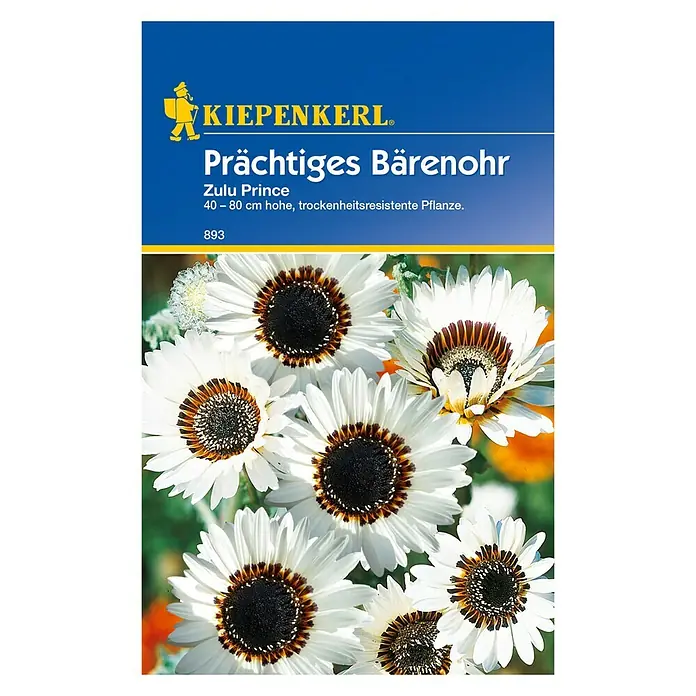 Kiepenkerl Blumensamen Bärenohr - Arctotis fastuosa, Weiß - Samentüte mit Prachtvollem Bärenohr Zulu Prince, einer trockenheitsresistenten Pflanze mit weißen Blüten und dunkler Mitte.