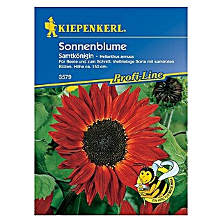 Kiepenkerl Profi-Line Blumensamen Sonnenblume (Helianthus annuus, 	Samtkönigin, Blütezeit: Juli)