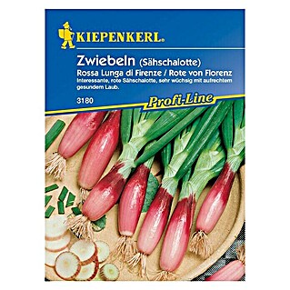 Kiepenkerl Profi-Line Gemüsesamen Lauchzwiebel Rote von Florenz (Allium cepa, Erntezeit: Juli)