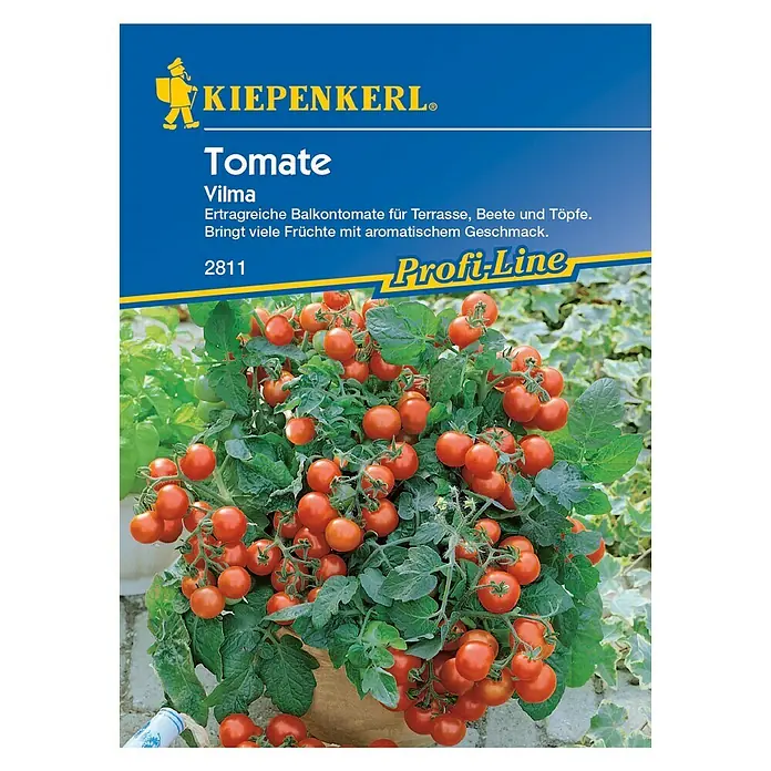 Kiepenkerl Profi-Line Gemüsesamen Tomate - Vilma, Solanum lycopersicum, Erntezeit: Juli - Abbildung der Kiepenkerl Tomate Vilma, eine ertragreiche Balkontomate für Terrasse, Beete und Töpfe, die viele aromatische Früchte trägt.