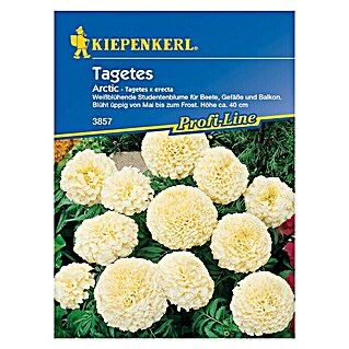 Kiepenkerl Profi-Line Blumensamen Studentenblume (Tagetes erecta, Arctic, Blütezeit: Mai)