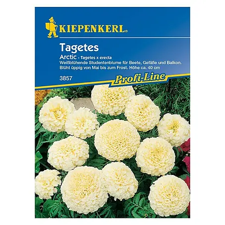 Kiepenkerl Profi-Line Blumensamen Studentenblume