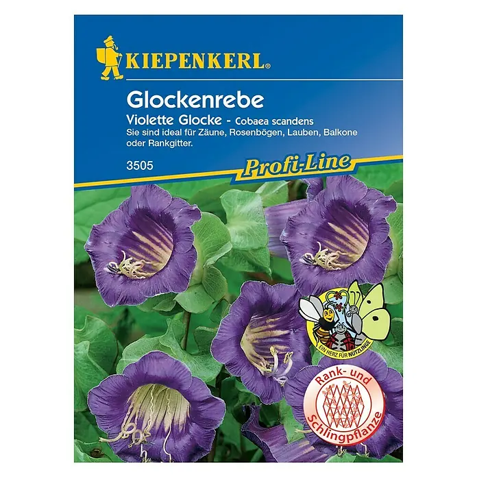 Kiepenkerl Profi-Line Blumensamen Glockenrebe - Cobaea scandens, Lila - Samenpackung Glockenrebe: Violette Glocke, ideal für Zäune, Rosenbögen, Lauben oder Balkone. Die Kletterpflanze mit purpurfarbenen Blüten.