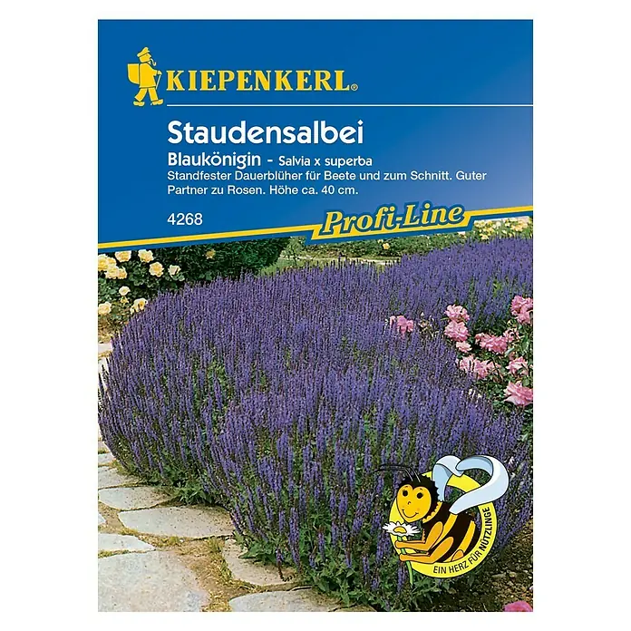 Kiepenkerl Profi-Line Blumensamen Staudensalbei Blaukönigin - Salvia x superba, Blau - Produktbild von Kiepenkerl Staudensalbei "Blaukönigin" Saatgut, ideal für Beete und als Schnittblume, Höhe ca. 40 cm.