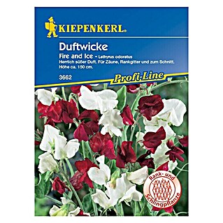 Kiepenkerl Profi-Line Blumensamen Duftwicke (Lathyrus odoratus, Fire & Ice, Blütezeit: Juli)