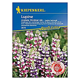 Kiepenkerl Profi-Line Blumensamen Lupine Avalune Bicolour Mix (Lupinus hartwegii, Mehrfarbig)