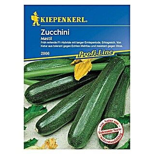 Kiepenkerl Profi-Line Gemüsesamen Zucchini (Mastil, Cucurbita pepo, Erntezeit: Juli)