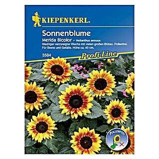 Kiepenkerl Profi-Line Blumensamen Sonnenblume (Helianthus annuus, Merida Bicolor, Blütezeit: Juli)