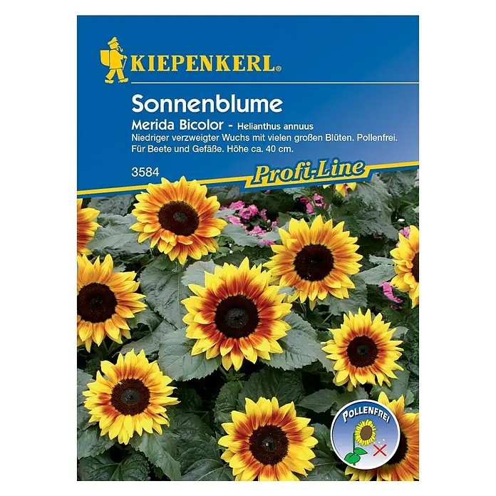 Kiepenkerl Profi-Line Blumensamen Sonnenblume - Helianthus annuus, Merida Bicolor, Blütezeit: Juli - Samentüte Sonnenblume 'Merida Bicolor' der Marke Kiepenkerl. Niedriger Wuchs, große, pollenfreie Blüten, ideal für Beete und Gefäße, Höhe ca. 40 cm.