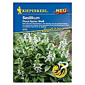 Kiepenkerl Profi-Line Kräutersamen Blütenbasilikum (Ocimum basilicum, Floral Spires Weiß, Saatzeit: April) | BAUHAUS