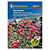 Kiepenkerl Profi-Line Blumensamen Bartfaden Carillo Red (Penstemon mexicali, Rot) | BAUHAUS