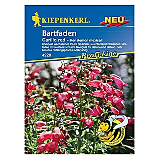 Kiepenkerl Profi-Line Blumensamen Bartfaden Carillo Red (Penstemon mexicali, Rot)