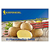 Kiepenkerl Profi-Line Pflanzkartoffeln (Solanum tuberosum, Gunda, 25 Stk., Erntezeit: August) | BAUHAUS