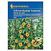 Kiepenkerl Profi-Line Blumensamen Schwarzäugige Susanne Orange mit Auge (Thunbergia alata, Orange) | BAUHAUS