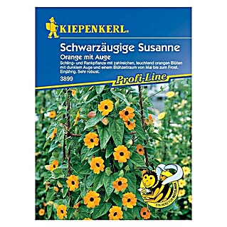 Kiepenkerl Profi-Line Blumensamen Schwarzäugige Susanne Orange mit Auge (Thunbergia alata, Orange)