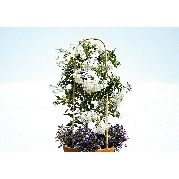 Floraworld Rankhilfe Bambus - 2 Stk., 21 x 60 cm, Holz, Natur online kaufen  bei BAUHAUS