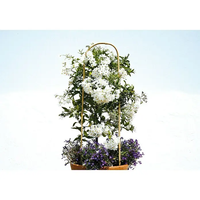 Floraworld Rankhilfe Bambus - 2 Stk., 21 x 60 cm, Holz, Natur - Blühende Sternjasmin-Pflanze mit Spalier im Topf, ideal für Balkon und Terrasse.