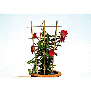 Floraworld Rankhilfe Bambus (44 cm x 160 mm, Holz, Natur)