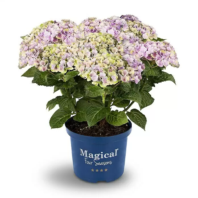 Piardino Hortensie - Hydrangea macrophylla Magical ® / Hydrangea Diva Fiore ®, Blütenfarbe: Artenabhängig - Vorderansicht