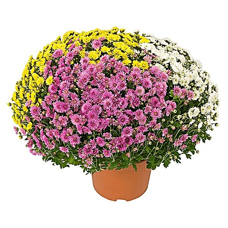 Piardino Herbst-Chrysantheme (Chrysanthemum indicum, Topfgröße: 21 cm, 3-färbig)