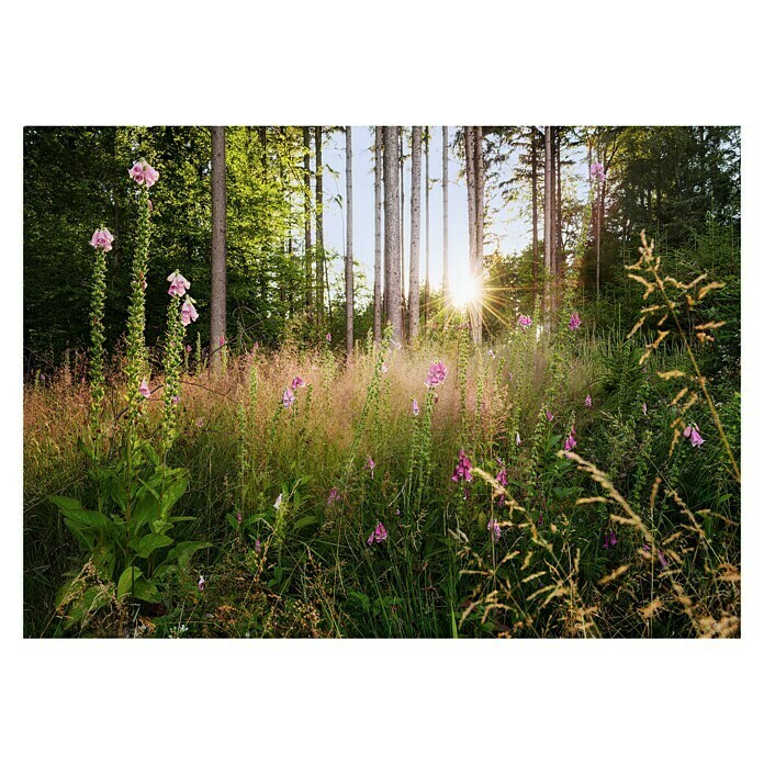 Komar Fototapete Summer (7 -tlg., B x H: 350 x 250 cm, Vlies) | BAUHAUS