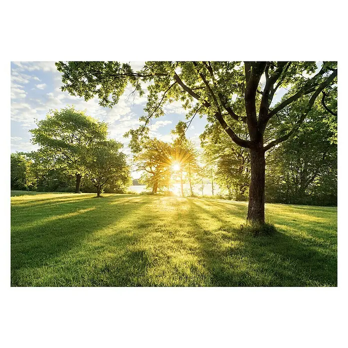 Komar Fototapete Golden Moment - 8 -tlg., B x H: 368 x 254 cm, Papier - Strahlender Sonnentag in der Natur mit grünem Rasen und Bäumen. Die Sonne scheint durch die Blätter und erzeugt ein warmes Licht.