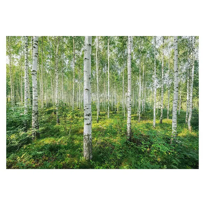 Komar Fototapete Sunny Day - 8 -tlg., B x H: 368 x 254 cm, Papier - Birkenwald: Ein heller Birkenwald mit grüner Vegetation am Boden, fotografiert an einem sonnigen Tag.