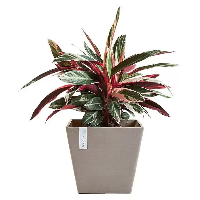 Ecopots Rotterdam Pflanzkasten - Außenmaß (L x B x H): 40,1 x 40,1 x 35,5 cm, Kunststoff, Braungrau - Anwendungsbeispiel