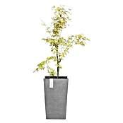 Ecopots Rotterdam Pflanzsäule eckig (Außenmaß (L x B x H): 30 x 30 x 50 cm, Kunststoff, Grau) | BAUHAUS