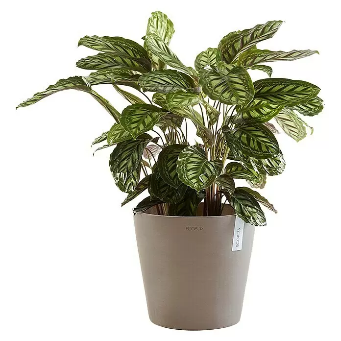Ecopots Amsterdam Pflanztopf - Außenmaß (Ø x H): 59 x 55,5 cm, Kunststoff, Braungrau - Anwendungsbeispiel