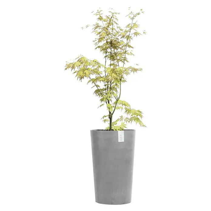Ecopots Amsterdam Pflanzsäule rund Mid High - Außenmaß (Ø x H): 30 x 50 cm, Kunststoff, Grau - Zimmerpflanze in einem grauen Topf. Der Japanische Ahorn hat zarte grüne Blätter, die jedem Raum eine beruhigende Atmosphäre verleihen.