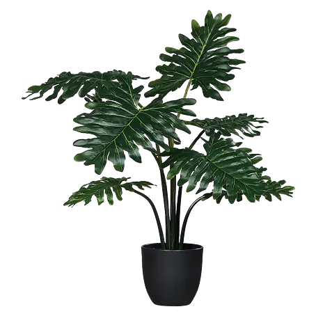 philodendron ring of fire pink Philodendron 'Ring Of Fire'  Carnivero