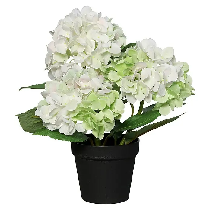 Kunstblume Hortensie - Creme, 35 cm - Künstliche Hortensie in Weiß und Grün in einem schwarzen Topf, ideal für eine stilvolle Dekoration im Haus.