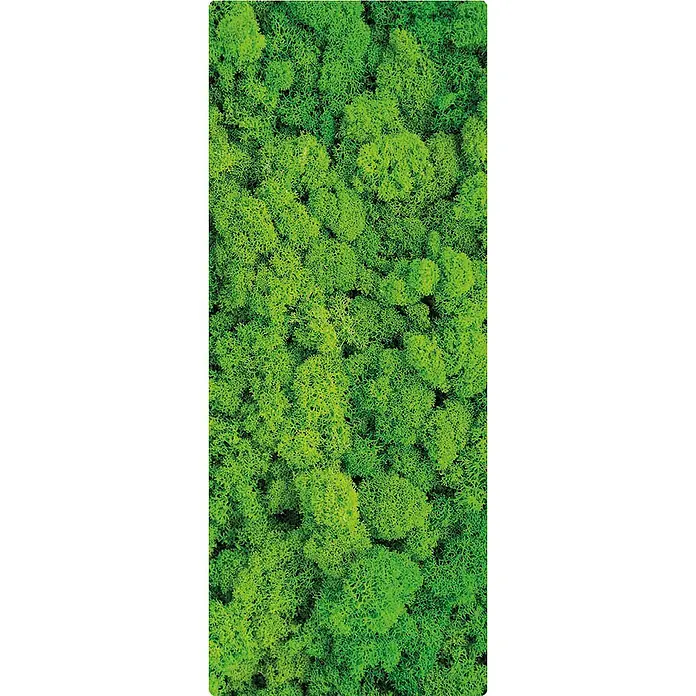 SanDesign Duschrückwandmuster Flower Moss - 17,5 cm x 7 cm x 8 mm, Bäume & Pflanzen - Nahaufnahme von leuchtend grünem Rentiermoos, das eine üppige, strukturierte Oberfläche zeigt. Ideal für Dekor und florale Arrangements.