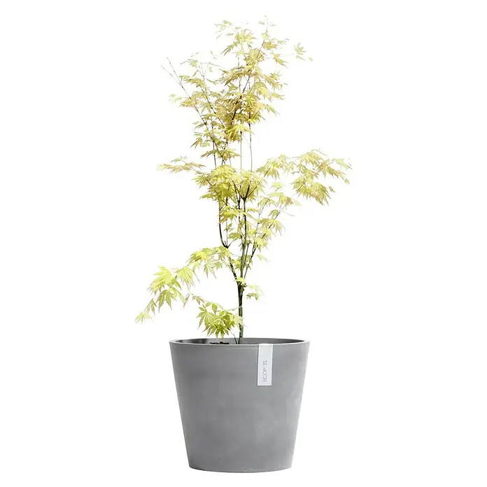 Ecopots Amsterdam Pflanztopf - Außenmaß (Ø x H): 20 x 17,1 cm, Kunststoff, Grau - Ein detailreiches Foto zeigt einen japanischen Ahornbaum in einem grauen Topf, der die filigranen Blätter und die natürliche Textur des Baumes hervorhebt.