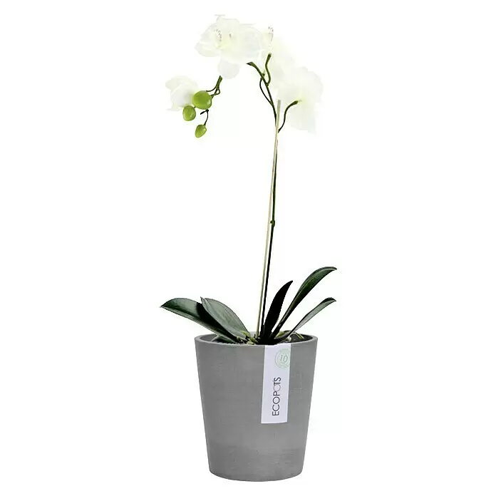 Ecopots Orchideentopf Morinda - Außenmaß (Ø x H): 14 x 16 cm, Kunststoff, Grau - Weiße Orchidee in einem runden, grauen Strukturoptik-Topf mit 'ECOPOTS'-Etikett, mit zarten weißen Blüten und grünen Knospen.