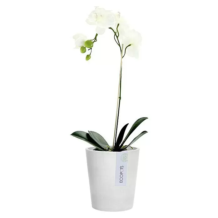 Ecopots Orchideentopf Morinda - Außenmaß (Ø x H): 14 x 16 cm, Kunststoff, Weißgrau - Weiße Orchidee mit grünen Blättern in einem weißen ECOPOTS Pflanztopf.