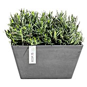 Ecopots Berlin Pflanzschale eckig (Außenmaß (L x B x H): 31 x 31 x 15,5 cm, Kunststoff, Grau) | BAUHAUS