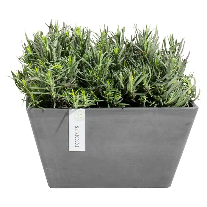 Ecopots Berlin Pflanzschale eckig - Außenmaß (L x B x H): 41 x 41 x 18 cm, Kunststoff, Grau - Rechteckiger Pflanztopf von Ecopots mit üppigem, grünem Lavendel bepflanzt, der jedem Raum einen natürlichen Touch verleiht.