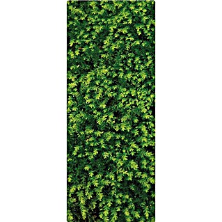 SanDesign Duschrückwandmuster Fern (17,5 cm x 7 cm x 8 mm, Bäume & Pflanzen)